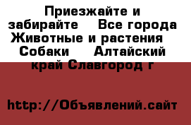 Приезжайте и забирайте. - Все города Животные и растения » Собаки   . Алтайский край,Славгород г.